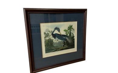 Framed Louisiana Heron Audubon Style Print 42"H x 54"L