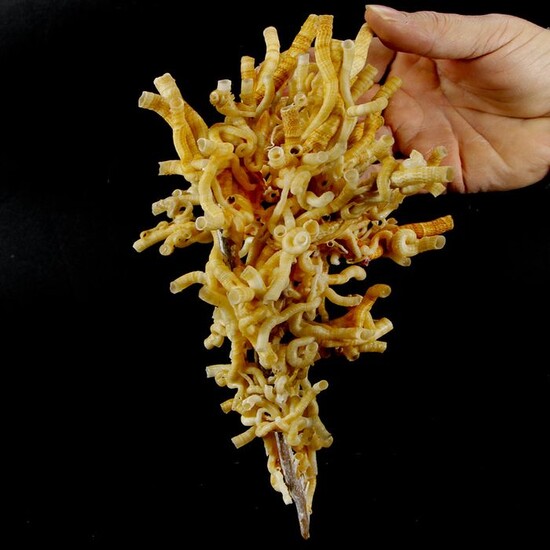 Large size Slit Worm Cluster - uncommon - Siliquaria roussoi - 250×160×160 mm