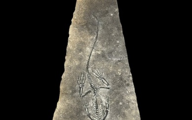 Marine reptile - Fossil skeleton - Barasaurus besairiei - 89 cm - 50 cm
