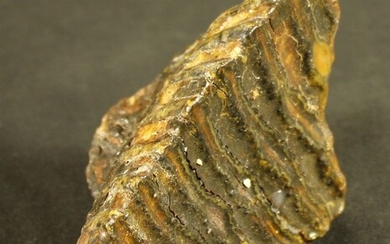 Molaire de mammouth fossile : Eléphas primigenius... - Lot 53 - FEE - Stanislas Machoïr