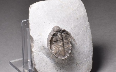 Rare trilobites with '3D' spines - Basseiarges mellishae