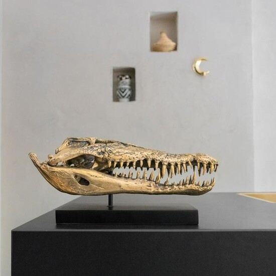 Saltwater Crocodile Skull in Polished Bronze