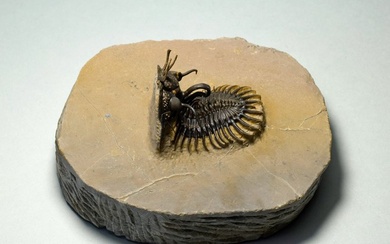 Spiny Trilobite - Fossilised animal - Walliserops hammii