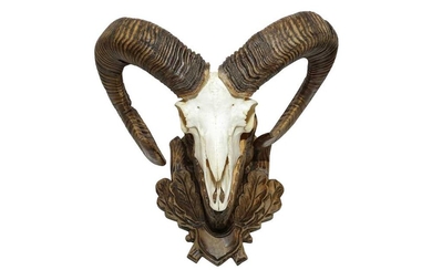 TAXIDERMY: A PAIR OF EUROPEAN MOUFLON (OVIS ARIES MUSIMON) HORNS AND SKULL ON CARVED WALL MOUNT