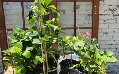 TWO TUBS OF POTTED HYDRANGIAS