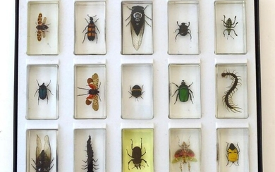 Taxidermy: a cased collection of 15 resin-set insects