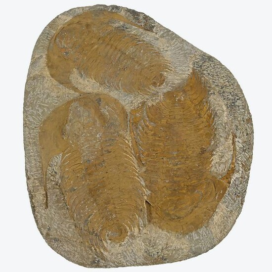 Triple Trilobite Fossil.