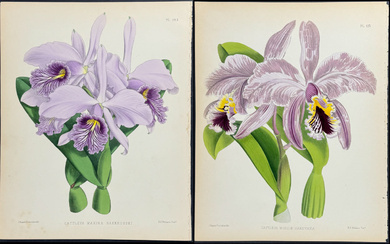 Warner - 4 Orchid Lithographs