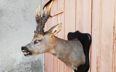 Werewolf Roebuck Head-mount on Wall Shield - - "Capreolus vulpes" - 47×29×40 cm