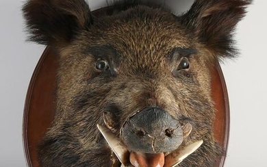 Wild boar. Keiler. Stuffed head with glass eyes and