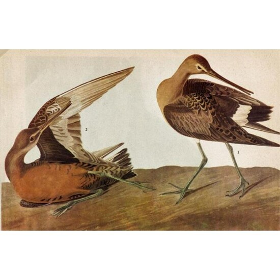 c1946 Audubon Print, #258 Hudsonian Godwit