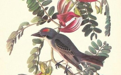 c1950 Audubon Print, Gray Kingbird