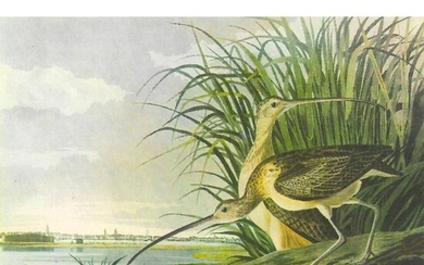 c1950 Audubon Print, Long-Billed Curlow