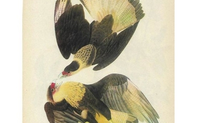 1946 Audubon Print, Audubon's Caracara