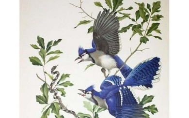 1950 Menaboni Print, Blue Jay