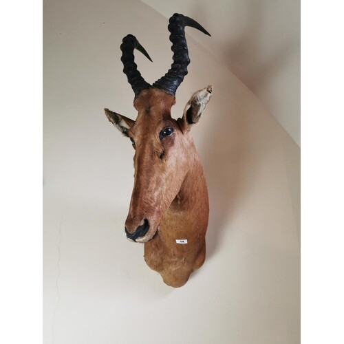 19th. C. taxidermy gazelle head { 110cm H X 45cm W approx...