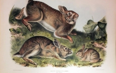 Audubon Lithograph, Grey Rabbit