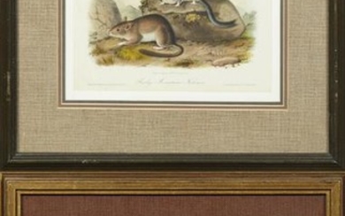 John James Audubon (1785-1851), "Sea Otter," No. 30