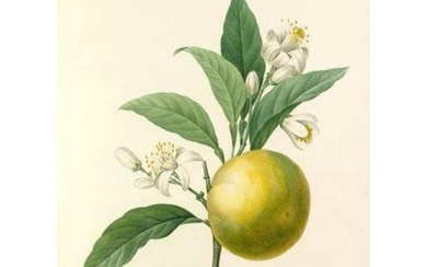 After Pierre-Jospeh Redoute, Floral Print, #89 Oranges