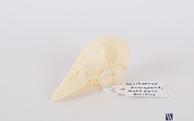 Crâne d'anserelle naine (Nettapus auritus,... - Lot 54 - Vasari Auction