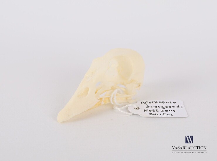 Crâne d'anserelle naine (Nettapus auritus,... - Lot 54 - Vasari Auction