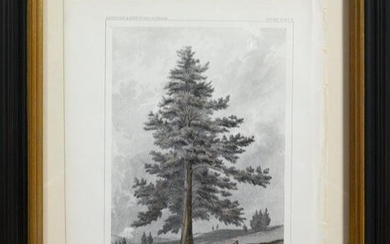 Four American Tree Lithographs by the War Department