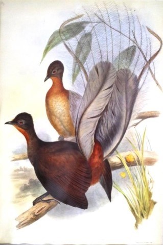 Gould print Birds of Australia Lyrebird in birds eye maple f...