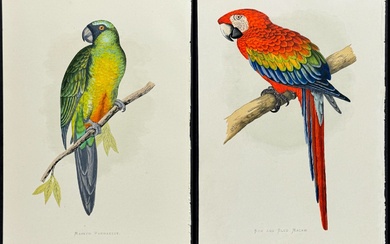 Greene - Pair: Red and Blue Macaw & Masked Parrakeet