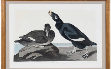 John James Audubon, Velvet Duck