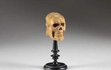 Memento Mori tête de mort. 19e/20e siècle, tête de Janus, corne sculptée, montée sur un...
