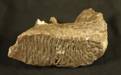 Molaire de mammouth fossile : Eléphas primigenius... - Lot 54 - FEE - Stanislas Machoïr