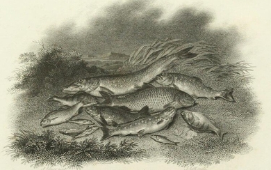 Scott after Elmer, 'Group of Fish', published 1801, 5"