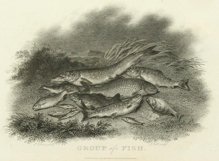 Scott after Elmer, 'Group of Fish', published 1801, 5"