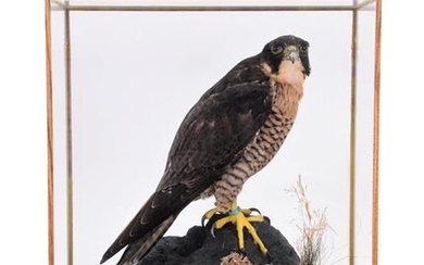 Taxidermy: A Cased Peregrine Falcon (Falco peregrinus), captive bred, circa...