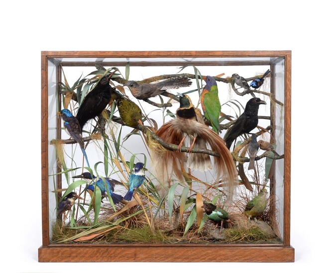 Taxidermy: A Superb Case of Australasian Birds, circa 1900, by Charles Kirk (1872-1922),...