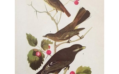 c1946 Audubon Print, #419 Thrush, Solitaire & Jay