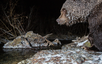 Ледяной медведь. Жоффрей Рейно. Канада. Номинация: Новые технологии в фотографии дикой природы.