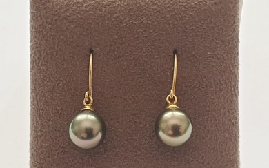 18 kt. Tahiti pearls, Yellow gold, - 9 mm in diameter - Earrings