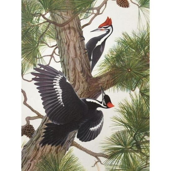 1950 Menaboni Print, Pilated Woodpecker