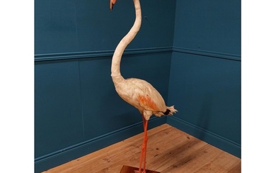 19th C. taxidermy flamingo {146cm H x 70cm W x 50cm D}