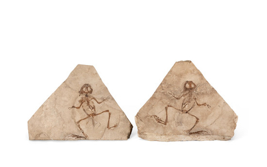 Pair of Fossil Frogs – Part/Counterpart
