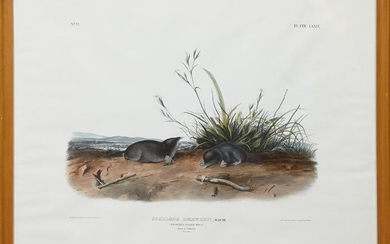 John James Audubon (1789-1851), "Brewer's Shrew Mole,"