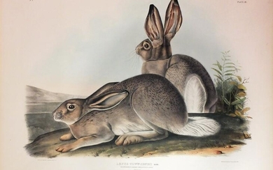 Audubon Lithograph, Townsend's Rocky Mountain Hare