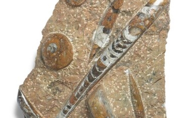 A POLISHED FOSSIL GROUP, POSSIBLY MORROCO
