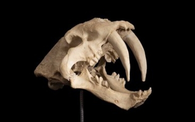 A REPLICA OF AN EXTINCT SABRE TOOTHED CAT SKULL