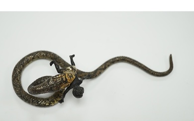 A Viennese cold painted bronze snake devouring a man, 14cm l...
