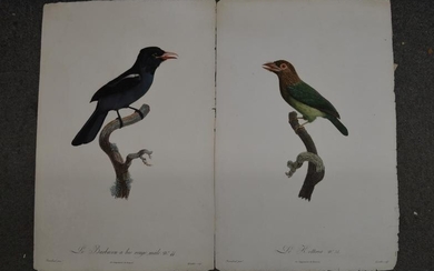 After Barraband, four coloured engravings of perching birds, and...