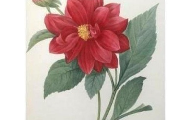 After Pierre-Jospeh Redoute, Floral Print, #30 Dalhia