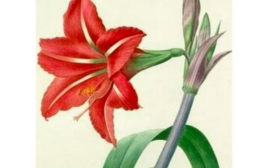 After Pierre-Jospeh Redoute, Floral Print, #4 Amaryllis