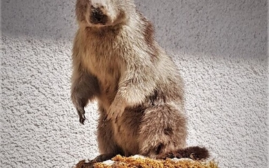 Alpine Marmot - fine example - Marmota marmota - 50×25×35 cm